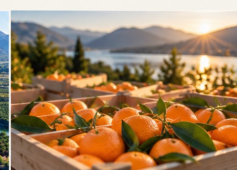 Zaboj sveže obranih mandarin